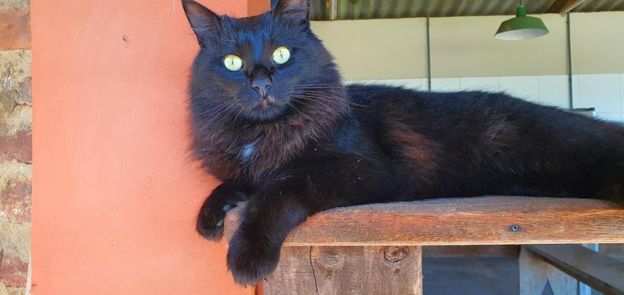Loft No Campo Proximo Ao Vale Dos Vinhedos Villa Garibaldi Kültér fotó
